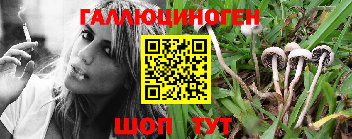 Псилоцибиновые грибы Psilocybe  Вход с VPN  Дальнереченск 